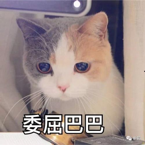 迷你世界网红小猫头像,萌态可掬，俘获无数粉丝心