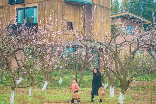 光明网红村,探寻都市田园新风尚的乡村振兴奇迹”
