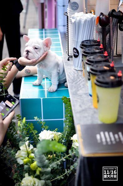 测评网红小奶狗的话,揭秘网红圈的真实生活