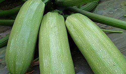 一号瓜怎么吃,解锁美味新体验