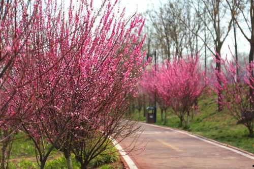 河南鹿邑网红小高,从田间地头到网络红人的蜕变之路